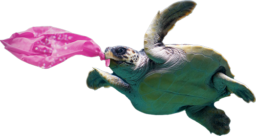 Sea Turtle with ballon in mouth