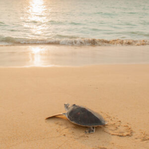 sea turtle at beach