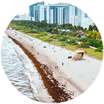 sargassum
