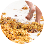 sargassum