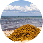 sargassum