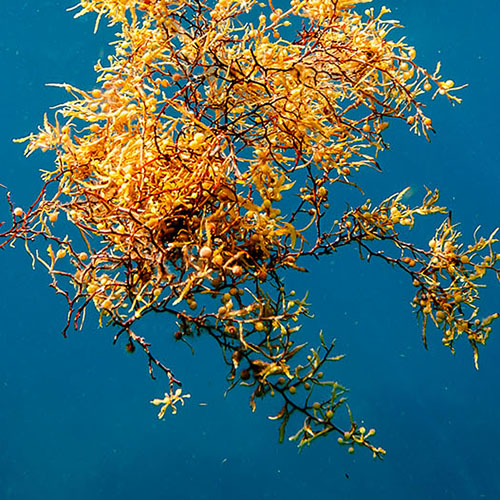 sargassum