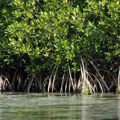 Mangroves