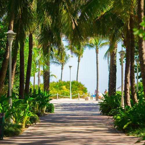 beach walk with palm trees