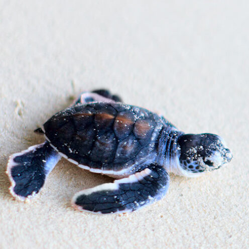 Sea Turtle